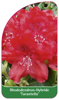 Rhododendron-Hybride 'Tarantella'