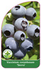 Vaccinium corymbosum 'Sierra'