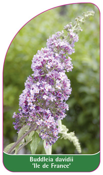 Buddleia davidii 'Ile de France'