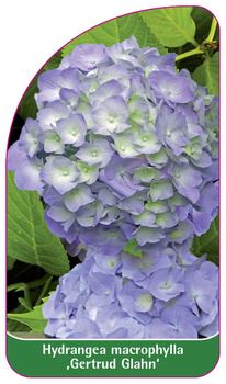 Hydrangea macrophylla ,Gertrud Glahn'