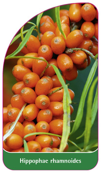Hippophae rhamnoides