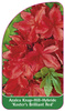 Azalea Knap-Hill-Hybride 'Koster's Brilliant Red'