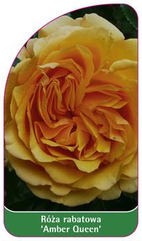 Róza rabatowa 'Amber Queen'