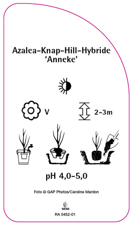 Azalea Knap-Hill-Hybride 'Anneke'