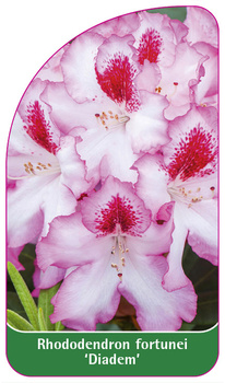 Rhododendron fortunei 'Diadem'