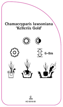 Chamaecyparis Iawsoniana 'Kelleriis Gold'