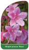 Weigela praecox 'Rosea'