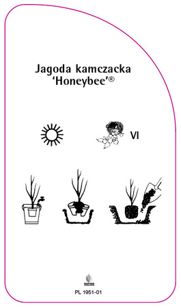 Kamčatská borůvka 'Honeybee'