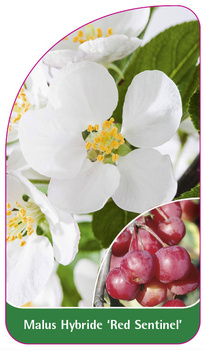 Malus Hybride 'Red Sentinel'