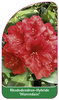 Rhododendron-Hybride 'Warendance'