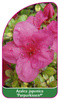 Azalea japonica 'Purpurkissen'