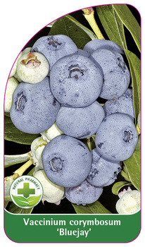 Vaccinium corymbosum 'Bluejay'
