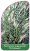 Pennisetum alopecuroides 'Herbstzauber'