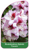 Rhododendron-Hybride 'Cassata'