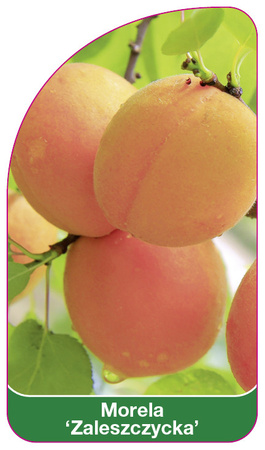 Morela 'Zaleszczycka'