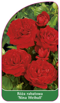 Róza rabatowa 'Nina Weibull' Nr. 255