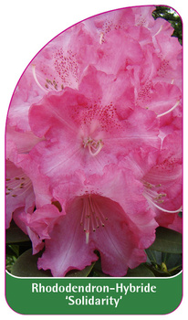 Rhododendron-Hybride 'Solidarity'