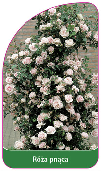 Róza pnąca Nr. 326