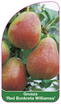 Grusza 'Red Bonkreta Williamsa'
