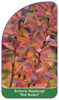 Berberis thunberii 'Red Rocket'