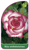 Trandafir cu flori mari Nr. 204
