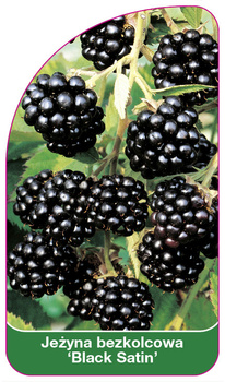 Jezyna bezkolcowa 'Black Satin'