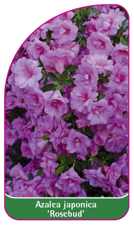 Azalea japonica 'Rosebud'
