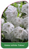 Kalmia latifolia 'Eskimo'