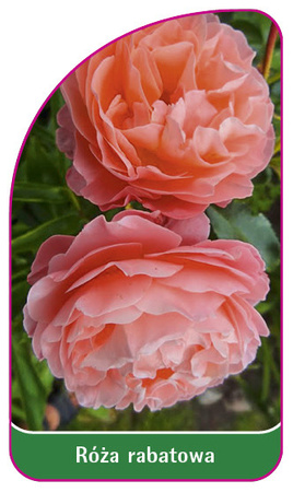 Discount rose Nr. 113