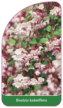 Deutzia kalmiflora