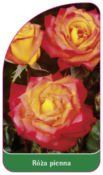 Róza pienna Nr. 23