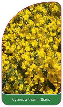 Cytisus x beanii 'Osiris'