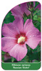 Hibiscus syriacus 'Russian Violet'