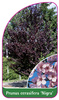 Prunus cerasifera 'Nigra'