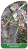 Berberis ottawensis 'Silver Miles'