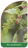 Acer pensylvanicum