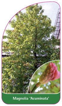 Magnolia 'Acuminata'