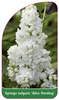 Syringa vulgaris 'Alice Harding'