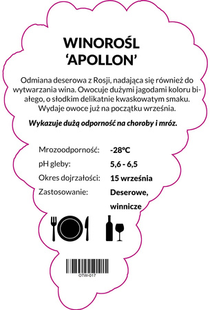 Vinná réva Apollon