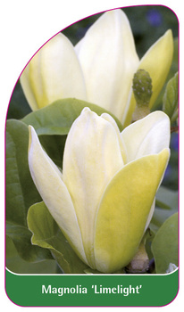 Magnolia 'Limelight'
