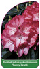 Rhododendron yakushimanum 'Surrey Heath'