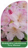 Rhododendron yakushimanum 'Percy Wiseman'