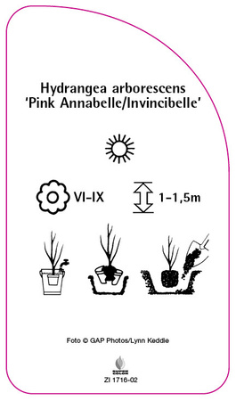 Hydrangea arborescens 'Pink Annabelle/Incrediball'