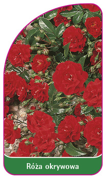 Obal růže č. 301 B