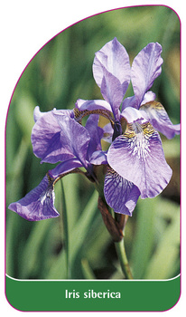 Iris siberica