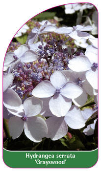 Hydrangea serrata 'Grayswood'