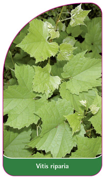 Vitis riparia