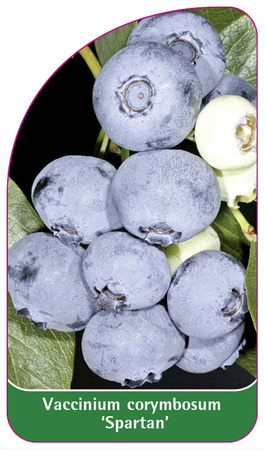Vaccinium corymbosum 'Spartan'
