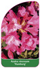 Azalea viscosum 'Hamburg'