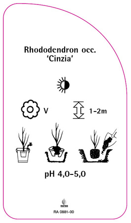 Rhododendron occidentale 'Cinzia'